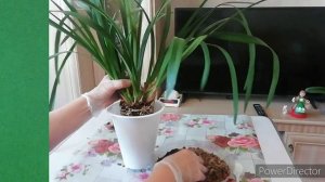 Подробная ПЕРЕСАДКА ЦИМБИДИУМА/первая после покупки./Cymbidium transplant.// Что важно знать❗