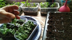 Размножение хризантемы листом. Продолжение.