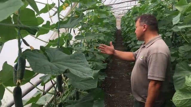 корнишон Мадрилене от Seminis во втором обороте смотреть онлайн