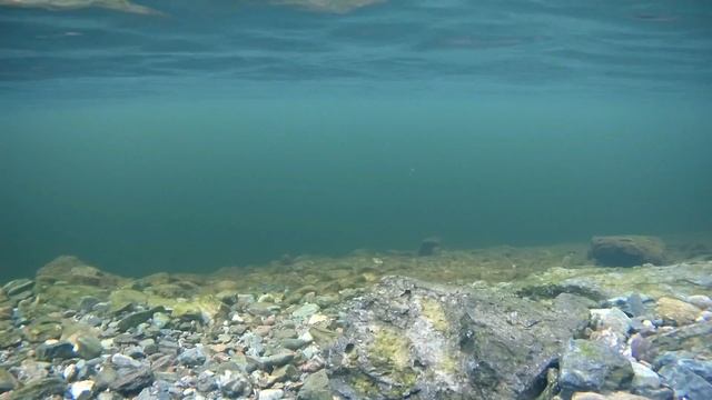 Правильная игра самодельной блесны сделано в СССР Подводная съемка смотреть онлайн