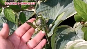 Самая ЭФФЕКТНАЯ ХОСТА Американ Хело! Весна-2024