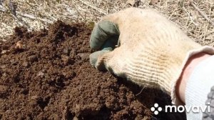 Коп на Сахалине. Копаю японский старинный инструмент