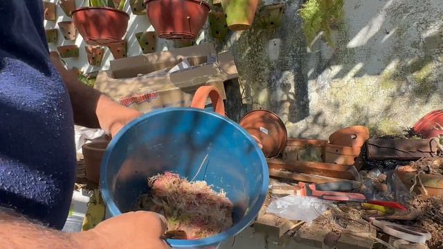 PHALAENOPSIS JOY SPRING NA CESTINHA смотреть онлайн