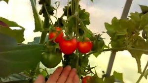 Томат Палка Шоколадная