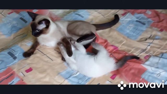 тайский старосиамский котенок смотреть онлайн