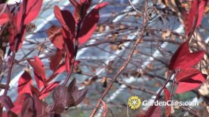 Virginia Sweetspire - Itea virginica - Growing Itea - Fragrant flowering perennial shrub