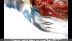 Вскрытие волнистого попугая AUTOPS 001