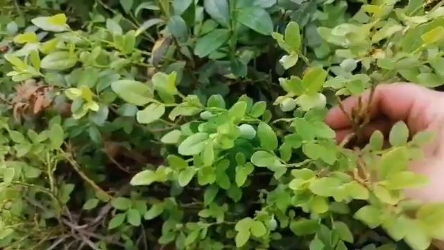 В лес по веники смотреть онлайн