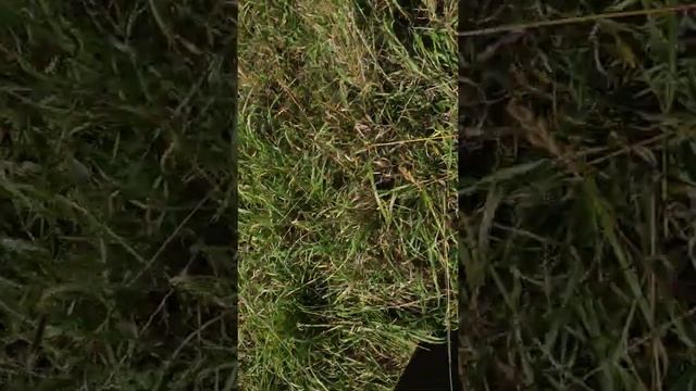 прогулка с металлоискателем в старой деревне! смотреть онлайн