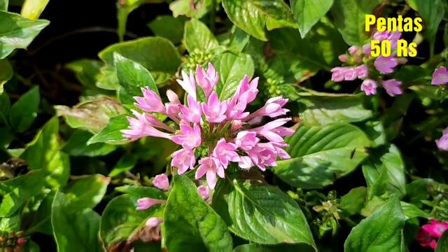 Roadside Plant Nursery Visit, Plant Price With Names || Cheapest Plant Nursery