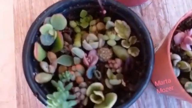 #Miniterrariosuculentas vaieerades de mini suculentas maravilhosas e coloridas varirgatas смотреть онлайн