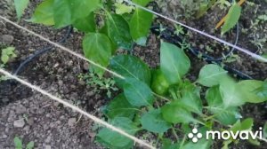 Огурцы после обработки от чёрной тли фитовермом