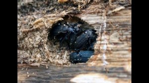 Где зимуют насекомые?! Как выживают насекомые зимой ?!