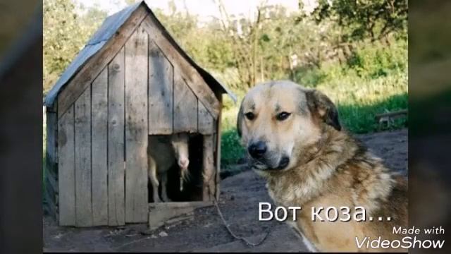 Прикольные фотки про животных смотреть онлайн