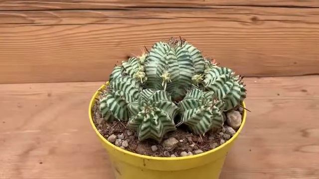 GIROMAGI Cactus & Succulent Plants - Euphorbia Meloformis Variegated 4 смотреть онлайн