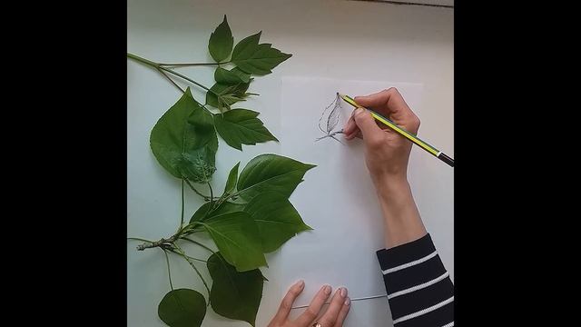 Зарисовки листьев разных пород и формы смотреть онлайн