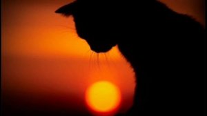 Кот (Крематорий)