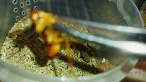 Кормление и рост жёлтого толстохвостого скорпиона (Androctonus australis) / Scorpion feeding