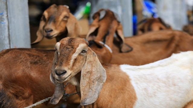 Что такое Курбан байрам, когда и как его празднуют?