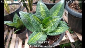 UPDATE JENIS DAN HARGA SANSEVIERIA || HARGA SANSIVERA TERKINI