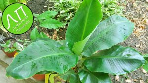 Карликовый банан - Год спустя.mp4