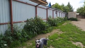 щенки амстаффа в Стайл Смайл