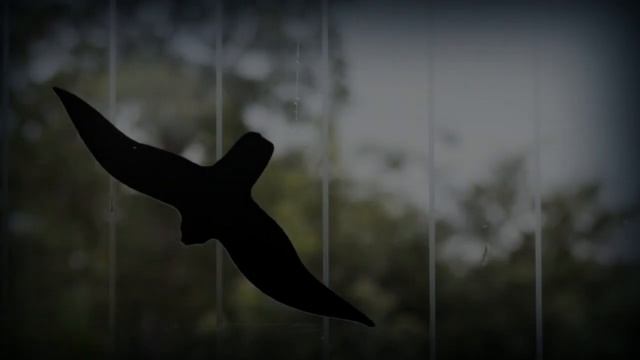 Как предотвратить попадание птиц в окна Когда птицы летят в окна, сами окна часто✔ #how_to_prevent_ смотреть онлайн