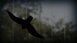 Как предотвратить попадание птиц в окна Когда птицы летят в окна, сами окна часто✔ #how_to_prevent_