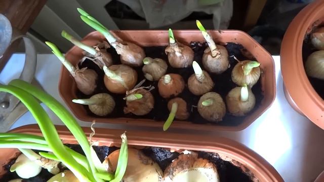 Лук. Часть 1. (Начало) смотреть онлайн