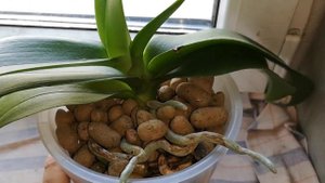 ОРХИДЕИ - мастер класс для новичка от Георгий Горячевский, а от меня Куры несушки и петух