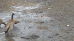 ИНДИЙСКИЙ БЕГУНОК ВИДЕО ОБЗОР УТОК ПОРОДЫ ИНДИЙСКИХ БЕГУНОВ.29 листопада 2019 р.