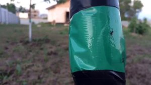 Ловчий пояс - Как избавиться от тли