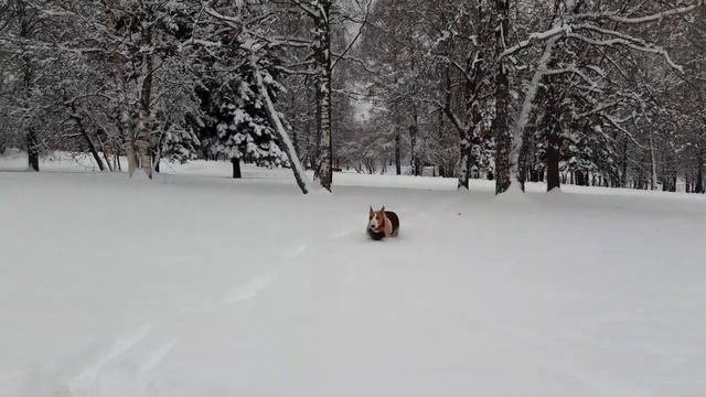 Акулка поснегулка !)