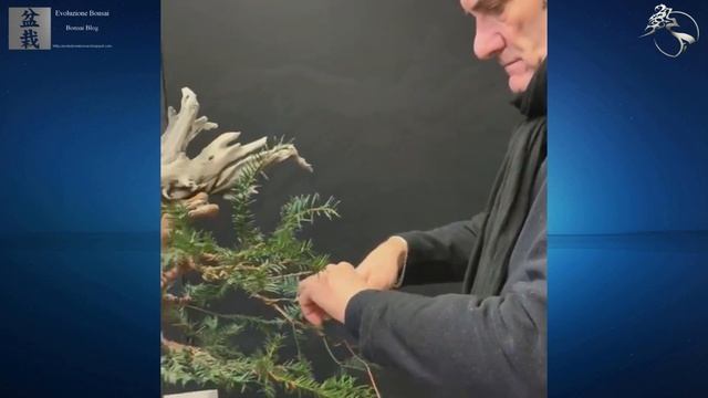 Taxus baccata setup by Marco Tarozzo - # Bonsai смотреть онлайн