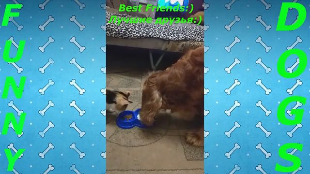 Лучшие приколы 😂 Ржака 😂 Смешные животные 😂 Тест на психику смотреть онлайн