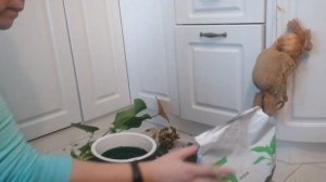 Антуриум.Пересадка и деление Антуриума, цветок мужское счастье