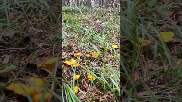 ? #лисички в лесах Карелии???Очень много грибов сейчас #лес #грибалка #грибы #карелия #загрибами
