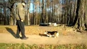 Измайловский парк. Прогулка с собачкой