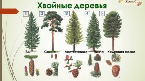 Часть 2. Животный и растительный мир тайги, лесотундры, широколиственных и смешанных лесов.ВПР 4кл