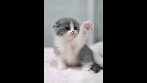 можно ли кошкам клубнику 🍓 🐱