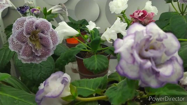 ГЛОКСИНИИ НА ФИТИЛЕ ВЫДЕРЖАЛИ, ВЕРХНИЙ ПОЛИВ ЗАСОХЛИ БУТОНЫ. смотреть онлайн