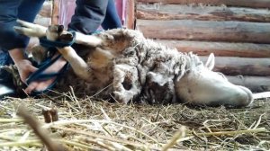 Стрижка овец ножницами или такой себе "стригаль"!