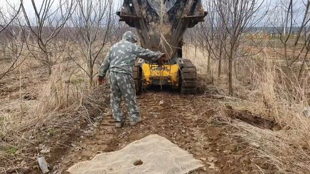 Пересадка плодовых деревьев в Агропарке "Долина Мечты"