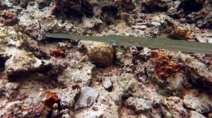 Snorkeling Marsa Alam. Red Sea. Egypt. Mangrove Bay Resort. Part 1. October 2021