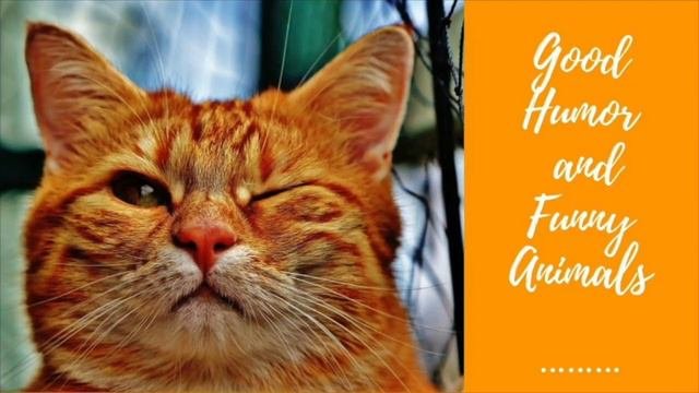#Приколюшки для дома|#САМЫЕМИЛЫЕ домашние животные в #TIKTOK
