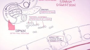 Starch (Carbohydrate) Digestion and Absorption