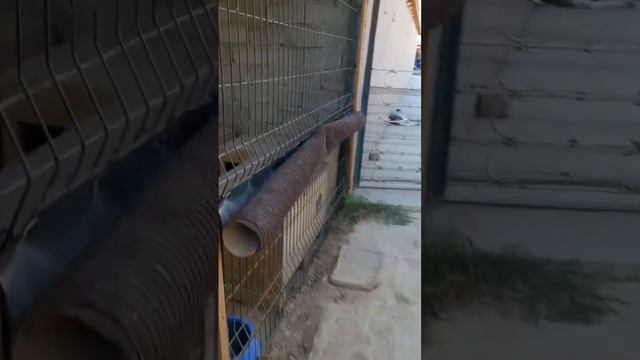 Четыре лапы Ташкент приют. Зима не за горами смотреть онлайн