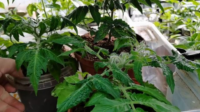 РАССАДА ОВОЩЕЙ крепкая и здоровая. Обзор на 12 апреля смотреть онлайн