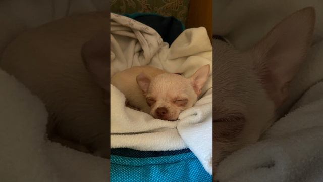 Очень милая собачка / Very cute doggy