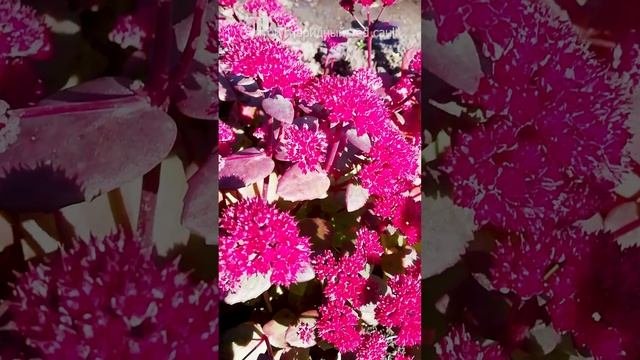 Очиток гибридный Rred cauli.?